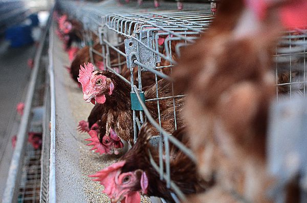 FMS farms Poultry